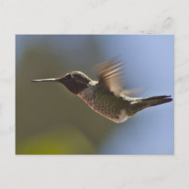 Hummingbird under flygning vykort