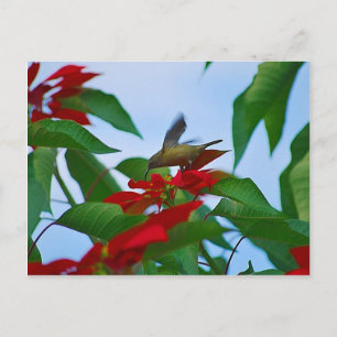 Hummingbird under flygning vykort