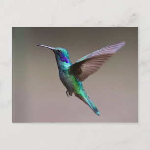 Hummingbird under flygning vykort