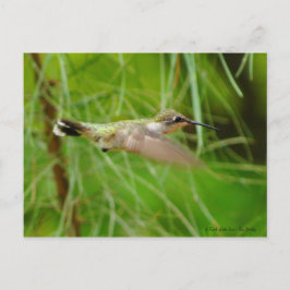 Hummingbird under flygning vykort
