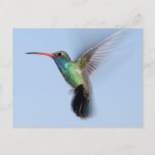 Hummingbird under flygning vykort