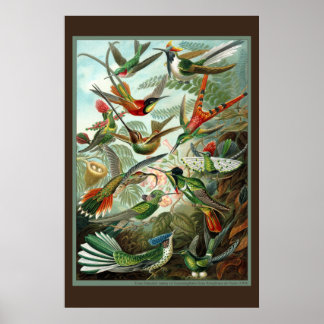 Hummingbird-utskrift Poster