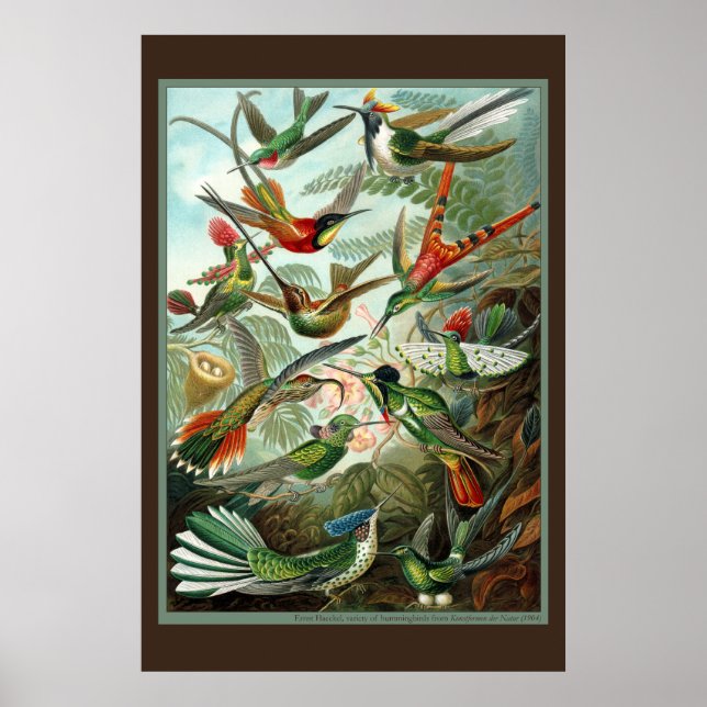 Hummingbird-utskrift Poster (Framsidan)