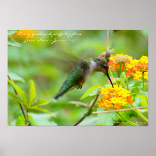 Hummingbird ~ Varje bra och perfekt gåva... Poster