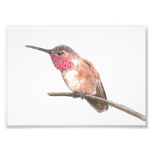 Hummingbird, vattenfärg fototryck