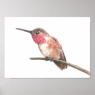 Hummingbird, vattenfärg poster