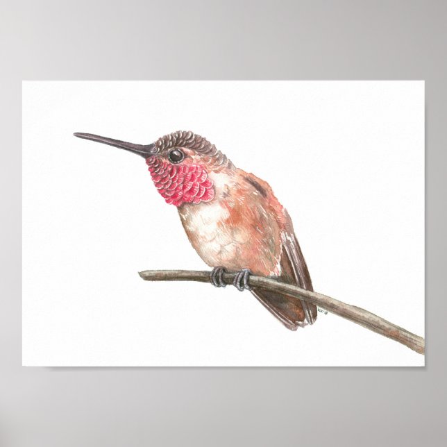 Hummingbird, vattenfärg poster (Framsidan)