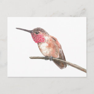 Hummingbird, vattenfärg vykort