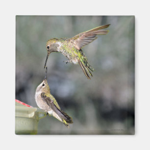 Hummingbird vid Feeder Flies Magnet