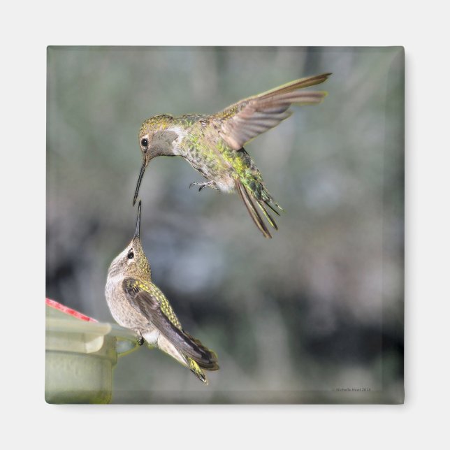 Hummingbird vid Feeder Flies Magnet (Framsidan)