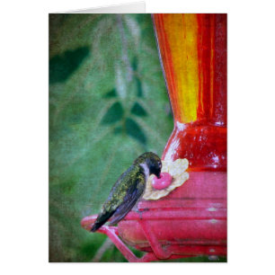 Hummingbird vid feeder hälsningskort