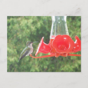 Hummingbird vid feeder vykort