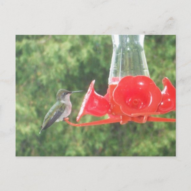 Hummingbird vid feeder vykort (Framsida)