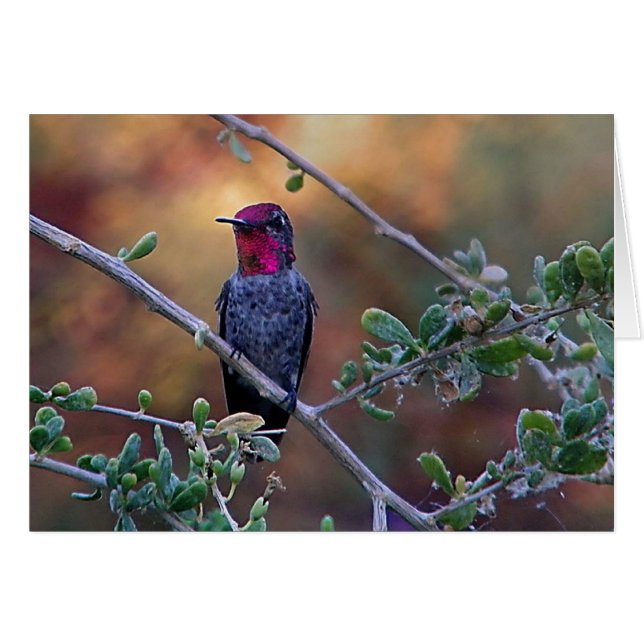 Hummingbird vid solnedgång hälsningskort (Framsidan Horizontal)