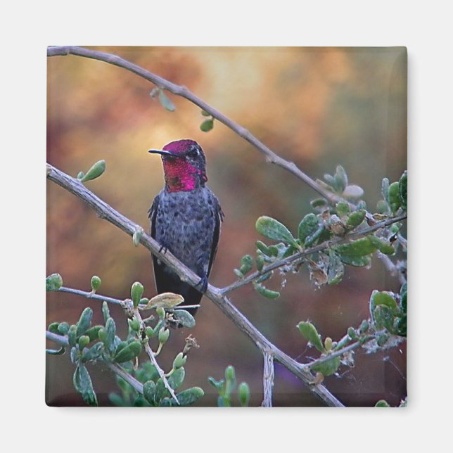 Hummingbird vid solnedgång magnet (Framsidan)