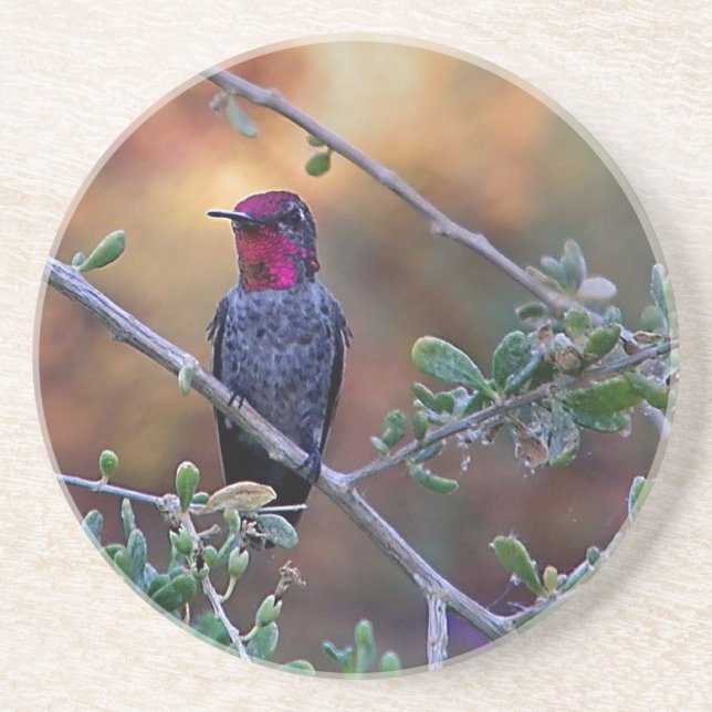 Hummingbird vid solnedgång underlägg (Framsidan)