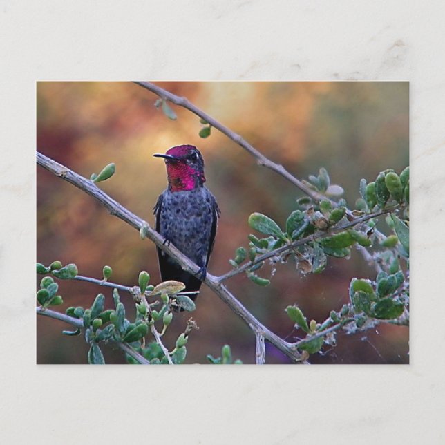 Hummingbird vid solnedgång vykort (Framsida)