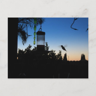 Hummingbird vid Sunset Vykort