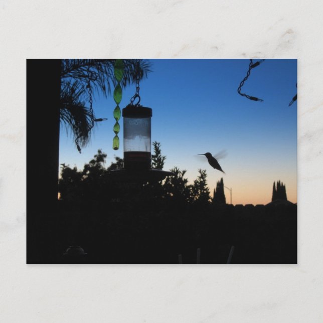 Hummingbird vid Sunset Vykort (Framsida)
