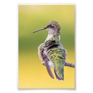 Hummingbird vid varning fototryck
