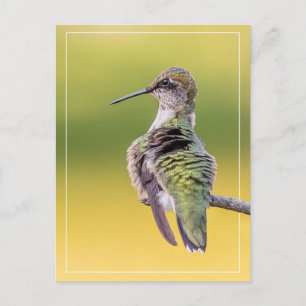 Hummingbird vid varning vykort