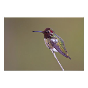 Hummingbird vilande fototryck