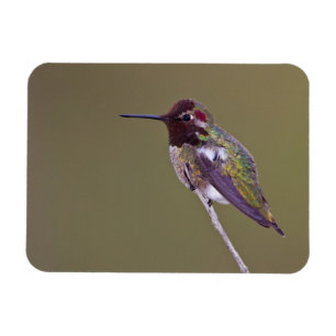 Hummingbird vilande magnet