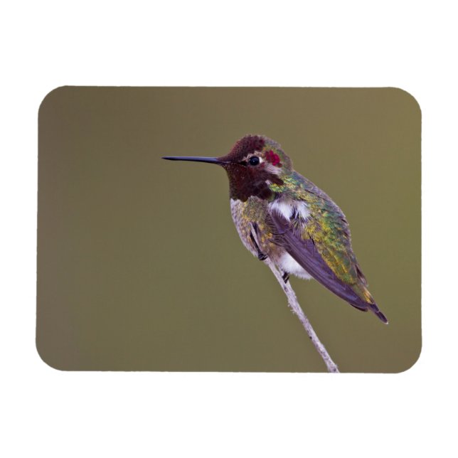 Hummingbird vilande magnet (Horisontell)