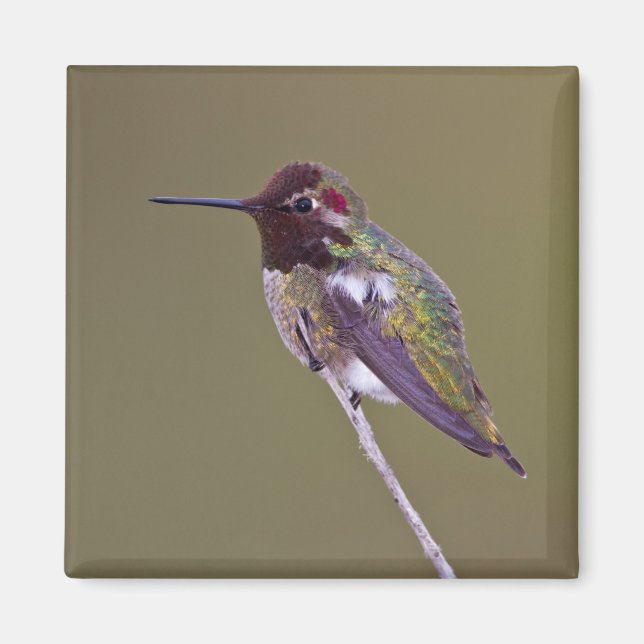 Hummingbird vilande magnet (Framsidan)
