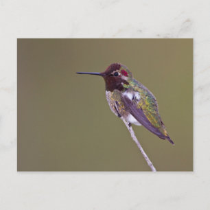 Hummingbird vilande vykort