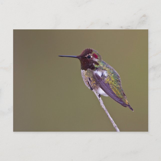 Hummingbird vilande vykort (Framsida)