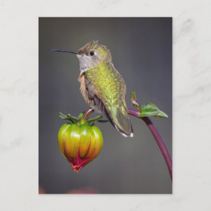 Hummingbird vilar på blomknopp vykort
