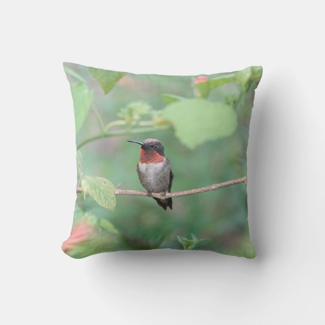 Hummingbird vilar på gren, grönt kudde (Framsida)