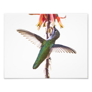 Hummingbird vingar fototryck