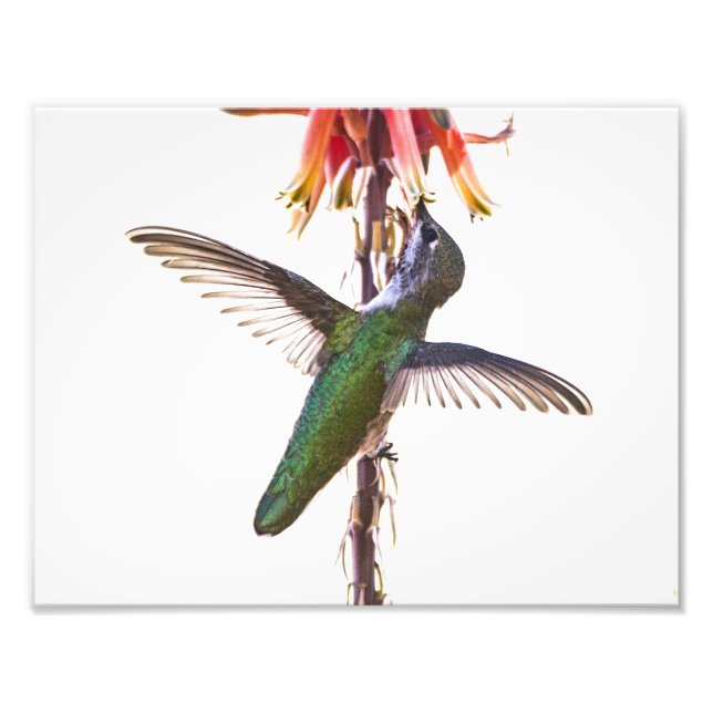 Hummingbird vingar fototryck (Framsidan)