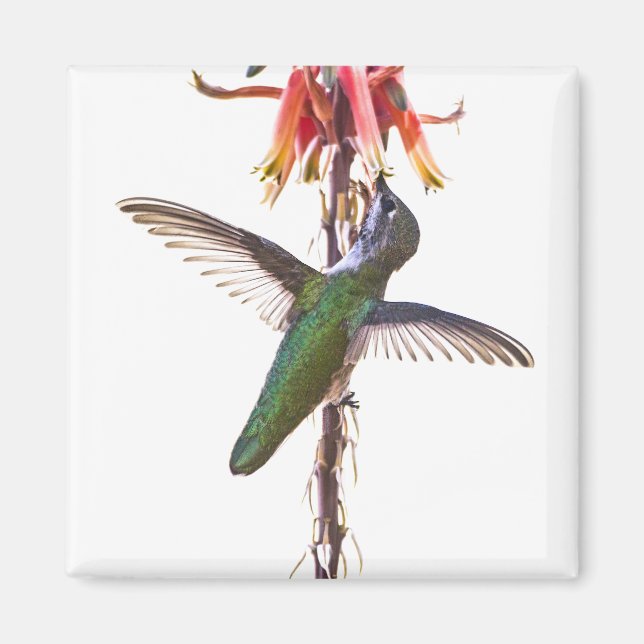 Hummingbird vingar magnet (Framsidan)