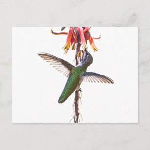 Hummingbird vingar vykort