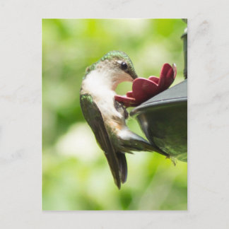 Hummingbird - vykort