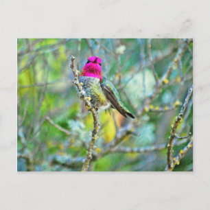 Hummingbird Vykort