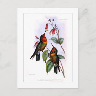 Hummingbird Vykort