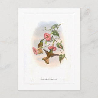 Hummingbird Vykort