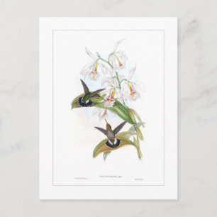 Hummingbird Vykort