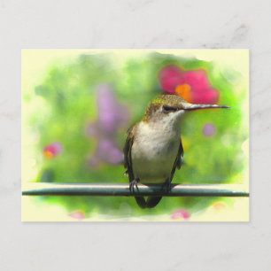 Hummingbird Vykort
