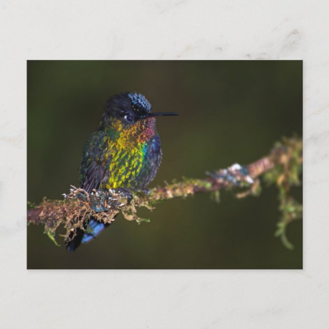 Hummingbird Vykort (Framsida)