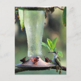 Hummingbird Vykort
