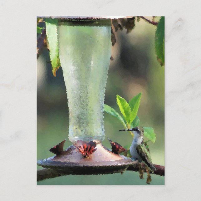 Hummingbird Vykort (Framsida)
