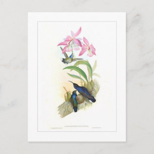 Hummingbird Vykort