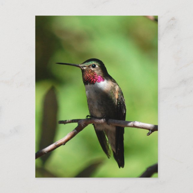 Hummingbird Vykort (Framsida)