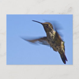 Hummingbird Vykort