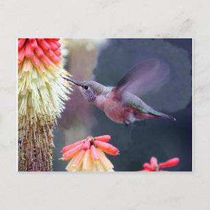 Hummingbird Vykort